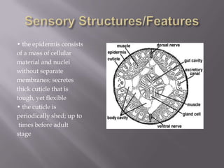 • the epidermis consists
of a mass of cellular
material and nuclei
without separate
membranes; secretes
thick cuticle that is
tough, yet flexible
• the cuticle is
periodically shed; up to
 times before adult
stage
 