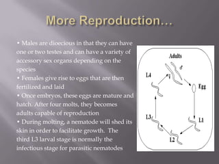 • Males are dioecious in that they can have
one or two testes and can have a variety of
accessory sex organs depending on the
species
• Females give rise to eggs that are then
fertilized and laid
• Once embryos, these eggs are mature and
hatch. After four molts, they becomes
adults capable of reproduction
• During molting, a nematode will shed its
skin in order to facilitate growth. The
third L3 larval stage is normally the
infectious stage for parasitic nematodes
 