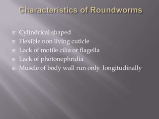   Cylindrical shaped
   Flexible non living cuticle
   Lack of motile cilia or flagella
   Lack of photonephridia
   Muscle of body wall run only longitudinally
 