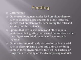    Carnivorous
   Other free living nematodes feed on phytoplankton
    such as diatoms, algae and fungi. Many terrestrial
    species feed on plant roots, penetrating the cells and
    sucking out the contents.
   Species that live in sediments and other aquatic
    environments ingesting particles of the substrate when
    they digest associated bacteria and / or organic
    material.
   Others feed more directly on dead organic material
    such as decomposing plants and animals or dung.
    Some in these environments feed on the bacteria or
    fungi that are feeding on the decomposing material.
 
