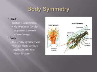 • Head
  – Radially symmetrical
   • Many planes divide
     organism into two
     mirror image
• Body
  – Bilaterally symmetrical
   • Single plane divides
    organism into two
    mirror images
 