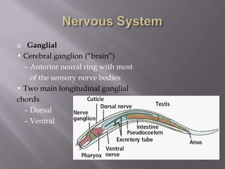   Ganglial
• Cerebral ganglion (“brain”)
  – Anterior neural ring with most
    of the sensory nerve bodies
• Two main longitudinal ganglial
chords
  – Dorsal
  – Ventral
 