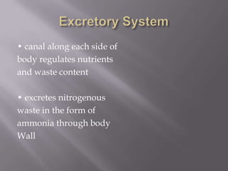 • canal along each side of
body regulates nutrients
and waste content

• excretes nitrogenous
waste in the form of
ammonia through body
Wall
 