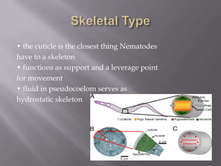 • the cuticle is the closest thing Nematodes
have to a skeleton
• functions as support and a leverage point
for movement
• fluid in pseudocoelom serves as
hydrostatic skeleton
 