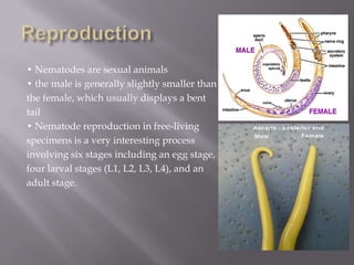 • Nematodes are sexual animals
• the male is generally slightly smaller than
the female, which usually displays a bent
tai...