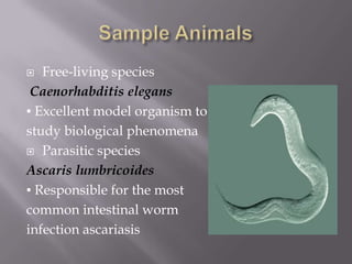   Free-living species
 Caenorhabditis elegans
▪ Excellent model organism to
study biological phenomena
 Parasitic specie...