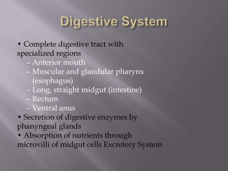 • Complete digestive tract with
specialized regions
   – Anterior mouth
   – Muscular and glandular pharynx
     (esophagu...