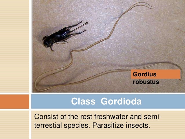 download horsehair nematomorpha download horsehair nematomorpha