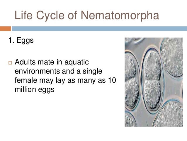 Phylum nematomorpha