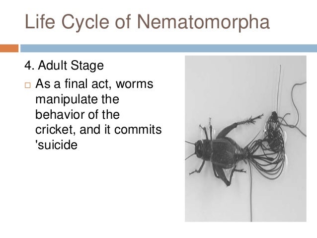 Phylum nematomorpha