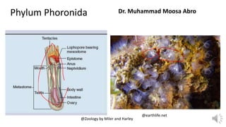 Phylum Phoronida Dr. Muhammad Moosa Abro
@Zoology by Miler and Harley
@earthlife.net
 