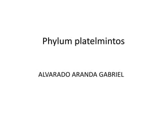 Phylum platelmintos 
ALVARADO ARANDA GABRIEL 
 