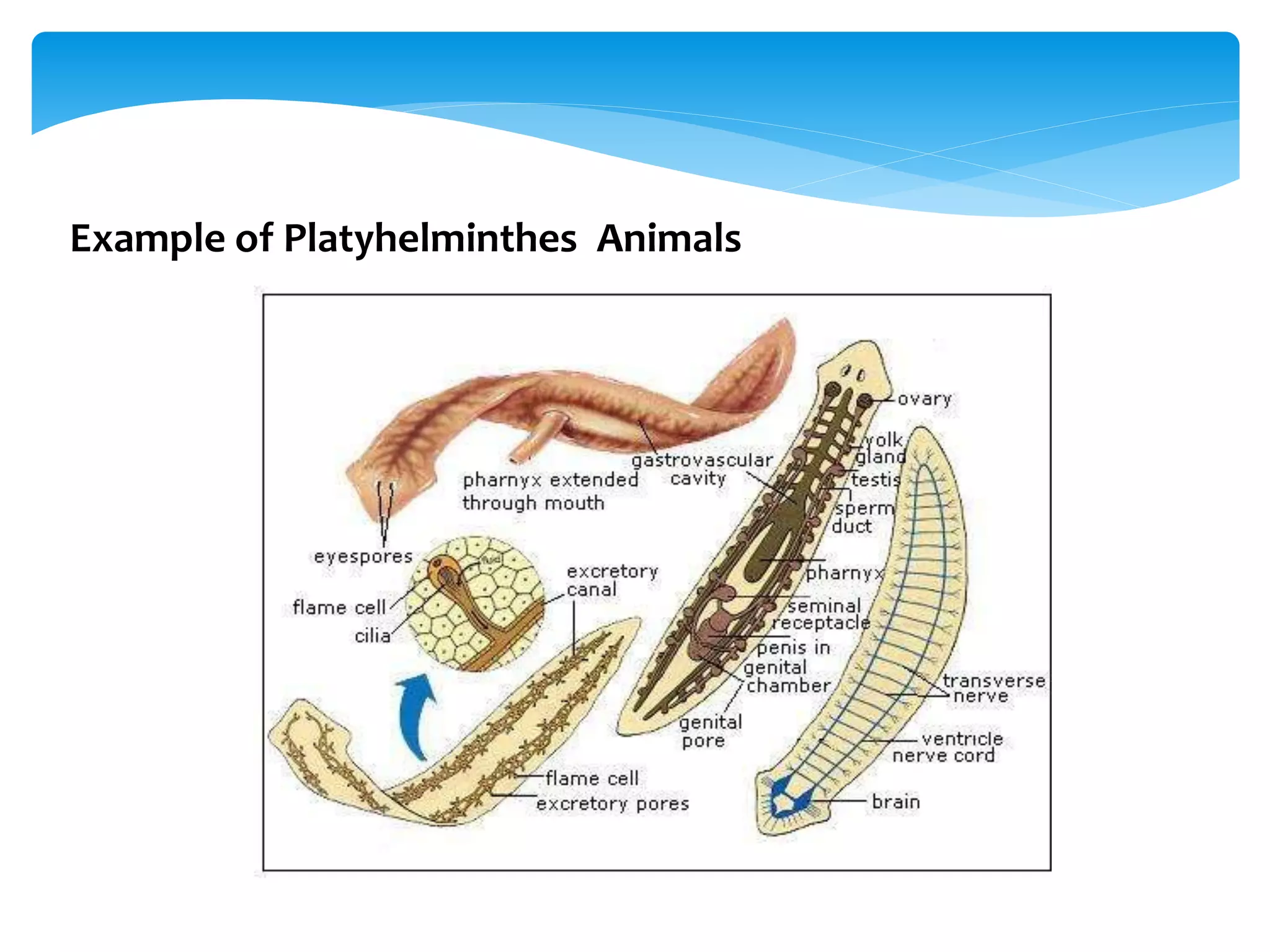 Phylum platyhelminthes | PPTX