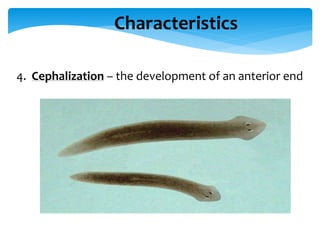 Phylum platyhelminthes | PPTX