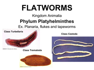 FLATWORMS
Kingdom Animalia
Phylum Platyhelminthes
Ex. Planaria, flukes and tapeworms
Class Cestoda
Class Turbellaria
Class Trematoda
 