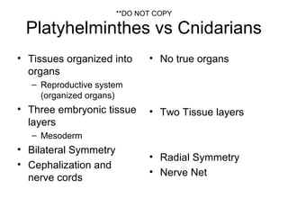 Platyhelminthes vs Cnidarians
• Tissues organized into
organs
– Reproductive system
(organized organs)
• Three embryonic tissue
layers
– Mesoderm
• Bilateral Symmetry
• Cephalization and
nerve cords
• No true organs
• Two Tissue layers
• Radial Symmetry
• Nerve Net
**DO NOT COPY
 