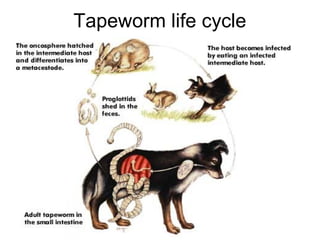 Tapeworm life cycle
 