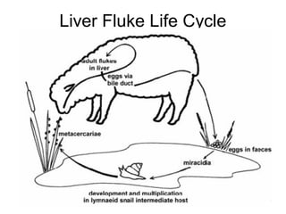 Liver Fluke Life Cycle
 