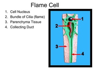 Flame Cell
1. Cell Nucleus
2. Bundle of Cilia (flame)
3. Parenchyma Tissue
4. Collecting Duct
 