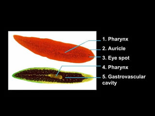 1. Pharynx
2. Auricle
3. Eye spot
4. Pharynx
5. Gastrovascular
cavity
 