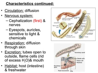 Characteristics continued:
• Circulation: diffusion
• Nervous system:
– Cephalization (first) &
nerves
– Eyespots, auricles,
sensitive to light &
chemicals
• Respiration: diffusion
through skin
• Excretion: tubes open to
outside, flame cells (rid
of excess H2O)& mouth
• Habitat: host (intestine)
& freshwater
 