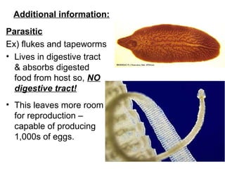 Additional information:
Parasitic
Ex) flukes and tapeworms
• Lives in digestive tract
& absorbs digested
food from host so, NO
digestive tract!
• This leaves more room
for reproduction –
capable of producing
1,000s of eggs.
 