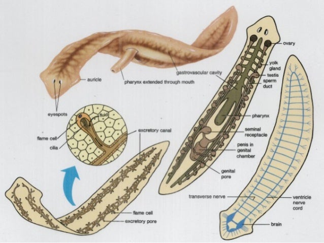 Phylum Platyhelminthes Phylum Platyhelminthes