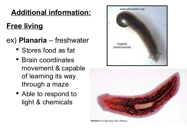 Phylum Platyhelminthes Phylum Platyhelminthes