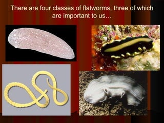 There are four classes of flatworms, three of which
are important to us…
 