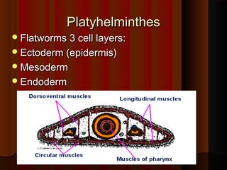 PlatyhelminthesPlatyhelminthes
Flatworms 3 cell layers:Flatworms 3 cell layers:
Ectoderm (epidermis)Ectoderm (epidermis)
MesodermMesoderm
EndodermEndoderm
 