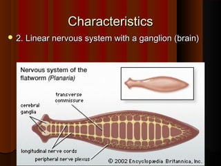 CharacteristicsCharacteristics
 2. Linear nervous system with a ganglion (brain)2. Linear nervous system with a ganglion (brain)
 