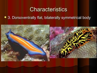 CharacteristicsCharacteristics
 3. Dorsoventrally flat, bilaterally symmetrical body3. Dorsoventrally flat, bilaterally symmetrical body
 