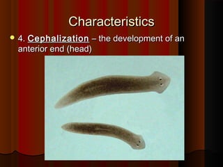 CharacteristicsCharacteristics
 4.4. CephalizationCephalization – the development of an– the development of an
anterior end (head)anterior end (head)
 