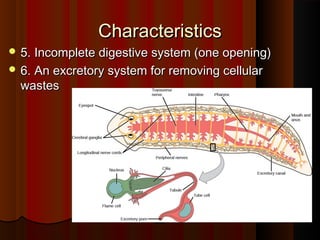 CharacteristicsCharacteristics
 5. Incomplete digestive system (one opening)5. Incomplete digestive system (one opening)
 6. An excretory system for removing cellular6. An excretory system for removing cellular
wasteswastes
 