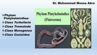 Dr. Muhammad Moosa Abro
Phylum
Platyhelminthes
Class Turbellaria
Class Trematoda
Class Monogenea
Class Cestoidea
 