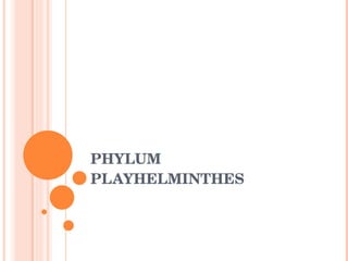 PHYLUM PLAYHELMINTHES 