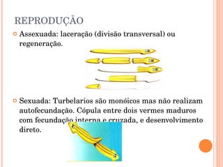 REPRODUÇÃO Assexuada: laceração (divisão transversal) ou regeneração. Sexuada: Turbelarios são monóicos mas não realizam autofecundação. Cópula entre dois vermes maduros com fecundação interna e cruzada, e desenvolvimento direto. 