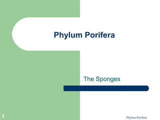 Phylum Porifera

The Sponges

1

Phylum Porifera

 