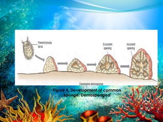 Phylum porifera | PPTX