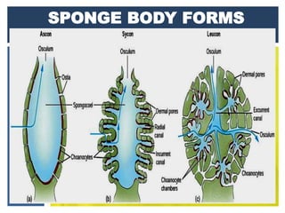 Phylum Porifera