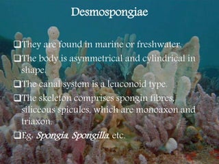 Desmospongiae
They are found in marine or freshwater.
The body is asymmetrical and cylindrical in
shape.
The canal system is a leuconoid type.
The skeleton comprises spongin fibres,
siliceous spicules, which are monoaxon and
triaxon.
Eg: Spongia, Spongilla, etc.
 