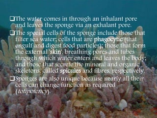 The water comes in through an inhalant pore
and leaves the sponge via an exhalant pore.
The special cells of the sponge include those that
filter sea water; cells that are phagocytic (that
engulf and digest food particles); those that form
the external 'skin', breathing pores and tubes
through which water enters and leaves the body;
and those that secrete the mineral and organic
skeletons, called spicules and fibres, respectively.
Sponges are also unique because nearly all their
cells can change function as required
(totipotency).
 