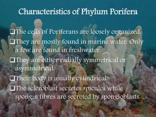 Characteristics of Phylum Porifera
The cells of Poriferans are loosely organized.
They are mostly found in marine water. Only
a few are found in freshwater.
They are either radially symmetrical or
asymmetrical.
Their body is usually cylindrical.
The scleroblast secretes spicules while
spongin fibres are secreted by spongioblasts.
 