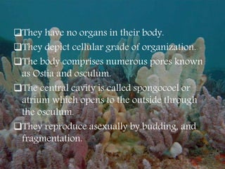 They have no organs in their body.
They depict cellular grade of organization.
The body comprises numerous pores known
as Ostia and osculum.
The central cavity is called spongocoel or
atrium which opens to the outside through
the osculum.
They reproduce asexually by budding, and
fragmentation.
 