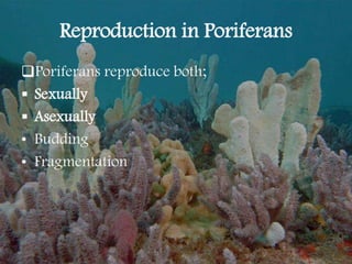Reproduction in Poriferans
Poriferans reproduce both;
 Sexually
 Asexually
• Budding
• Fragmentation
 