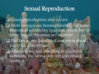 Sexual Reproduction
Sexual reproduction also occurs.
 Most sponges are hermaphroditic, the same
individual producing eggs and sperm, but in
some species the sexes are separate.
 The larvae are flagellated and swim about
freely for a short time.
 After settling and attaching to a suitable
substrate, the larvae develop into young
sponges.
 