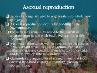 Asexual reproduction
Pieces of sponge are able to regenerate into whole new
sponges.
 Asexual reproduction occurs by budding or by
fragmentation.
The buds may remain attached to the parent or
separate from it, and each bud develops into a new
individual.
Freshwater sponges, as well as several marine species,
form resistant structures called gemmules that can
withstand adverse conditions such as drying or cold
and later develop into new individuals.
 Gemmules are aggregates of sponge tissue and food,
covered by a hard coating containing spicules or
spongin fibers.
 