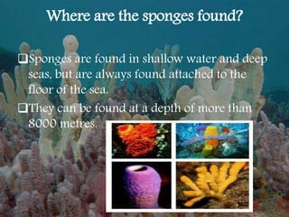 Where are the sponges found?
Sponges are found in shallow water and deep
seas, but are always found attached to the
floor of the sea.
They can be found at a depth of more than
8000 metres.
 