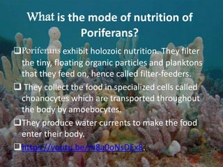 What is the mode of nutrition of
Poriferans?
Poriferans exhibit holozoic nutrition. They filter
the tiny, floating organic particles and planktons
that they feed on, hence called filter-feeders.
 They collect the food in specialized cells called
choanocytes which are transported throughout
the body by amoebocytes.
They produce water currents to make the food
enter their body.
https://youtu.be/m8a0oNsDEx8.
 