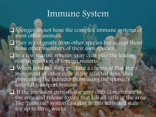 Immune System
Sponges do not have the complex immune systems of
most other animals.
They reject grafts from other species but accept them
from other members of their own species.
In a few marine species, gray cells play the leading
role in rejection of foreign material.
 When invaded, they produce a chemical that stops
movement of other cells in the affected area, thus
preventing the intruder from using the sponge's
internal transport systems.
 If the intrusion persists, the grey cells concentrate in
the area and release toxins that kill all cells in the area.
The "immune" system can stay in this activated state
for up to three weeks.
 